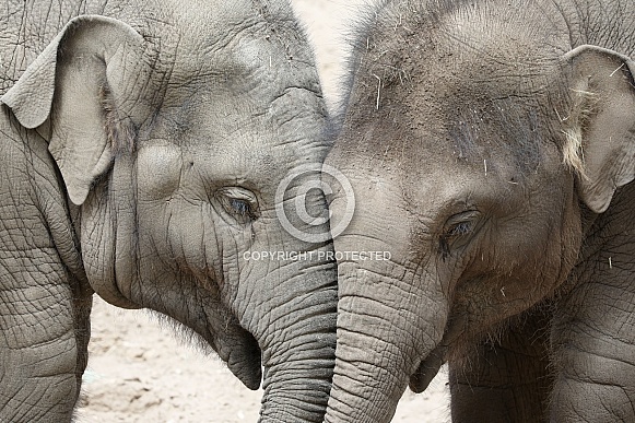 Two baby elephants (Elephas maximus)