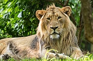 Young Asiatic Lion Lying Down