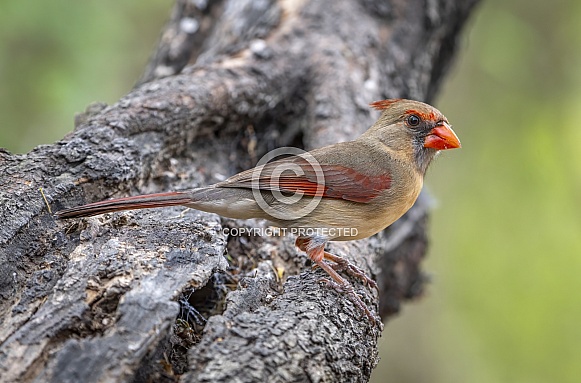 Northern Cardinal