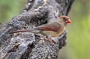 Northern Cardinal