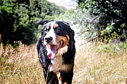 Burnese Mountain Dog