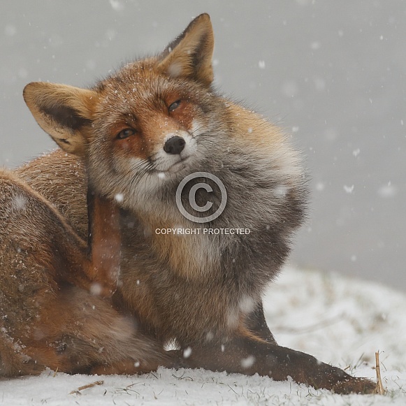 Red fox in Nature Red fox in Nature