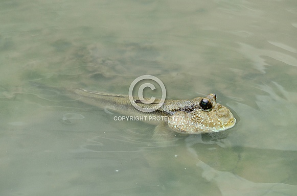 Mudskipper