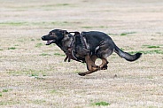 German shepherd running across a field
