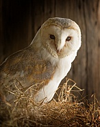 Barn Owl Perched