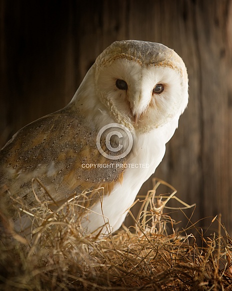 Barn Owl Perched Barn Owl Perched