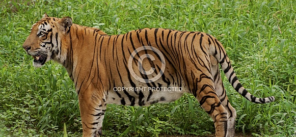 Royal Bengal Tiger