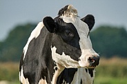 Black and white Cow