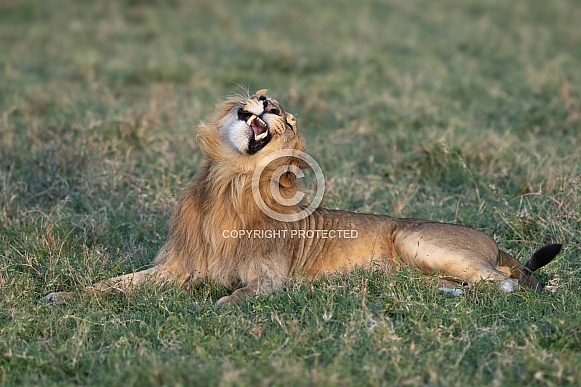 Lion making a face while yawning Lion making a face while yawning