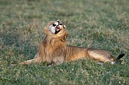 Lion making a face while yawning