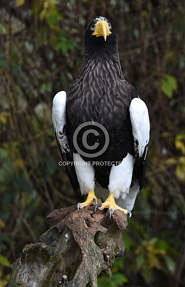 Steller Sea Eagle