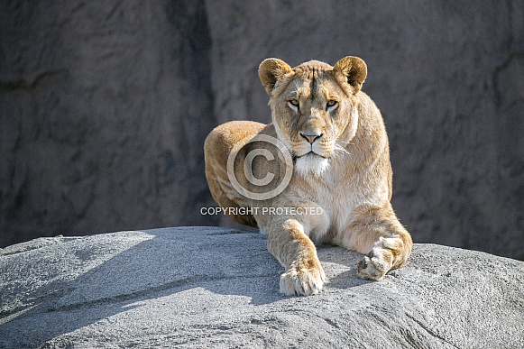 African lion African lion