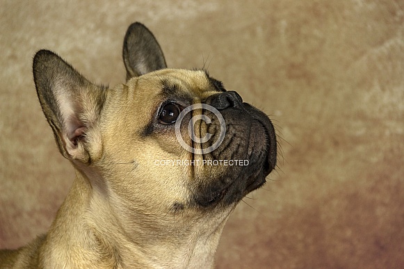 Fawn French Bulldog Face Shot Side Profile