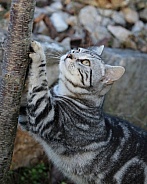 Young Tabby Cat Sharpening Claws