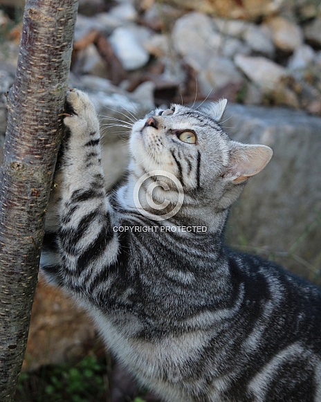 Young Tabby Cat Sharpening Claws