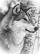 Grey Wolf