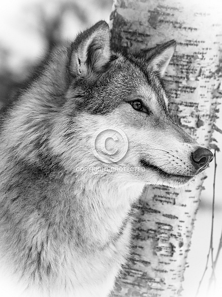Grey Wolf