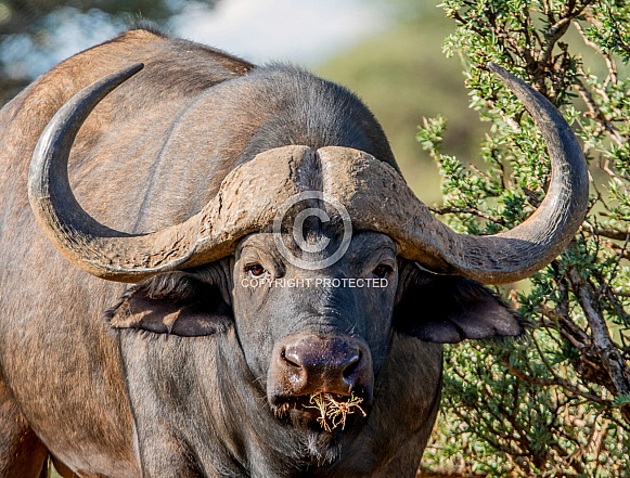 African Buffalo