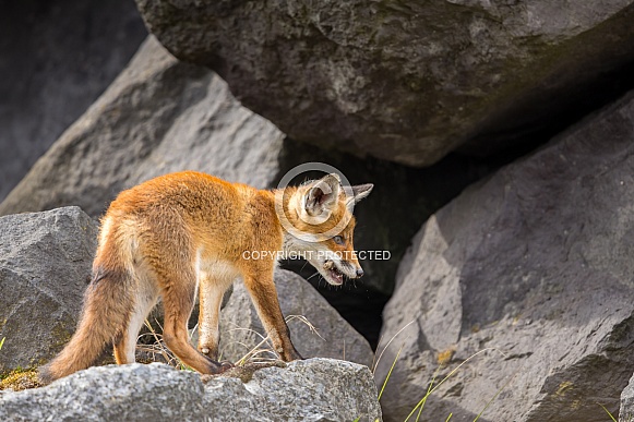 Young red fox cub in nature