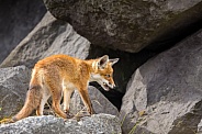 Young red fox cub in nature