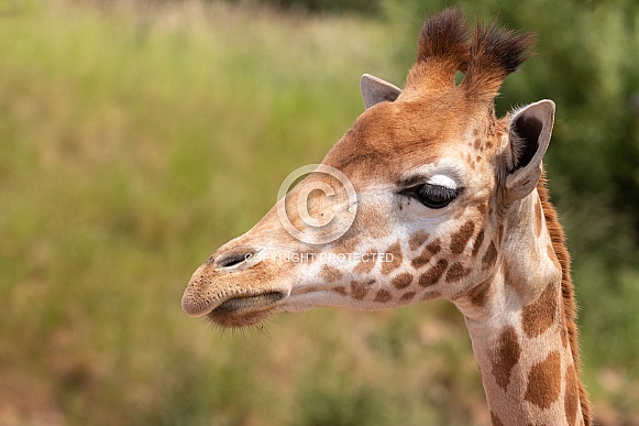 Kordofan Giraffe Close Up Side Profile Kordofan Giraffe Close Up Side Profile