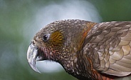 New Zealand Kaka