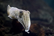 Common cuttlefish (Sepia officinalis)