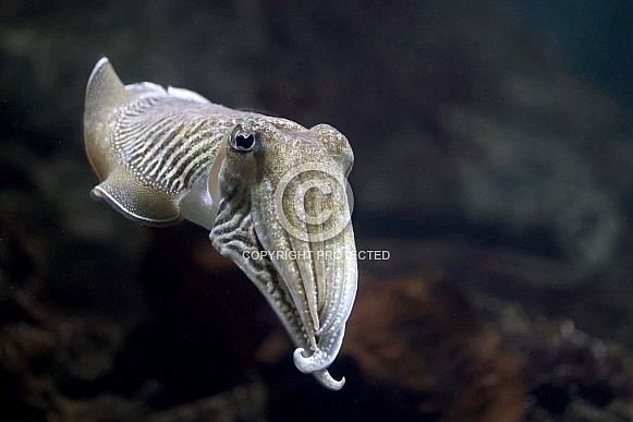 Common cuttlefish (Sepia officinalis)