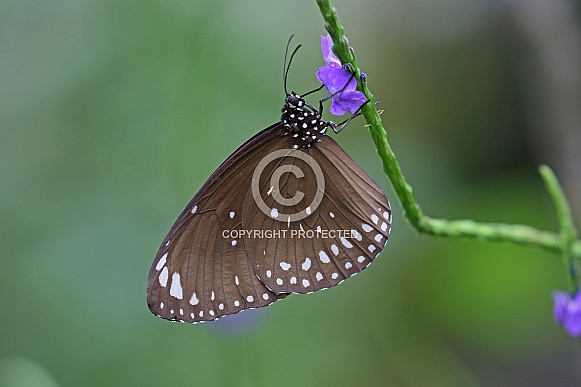 Blue spotted Crow
