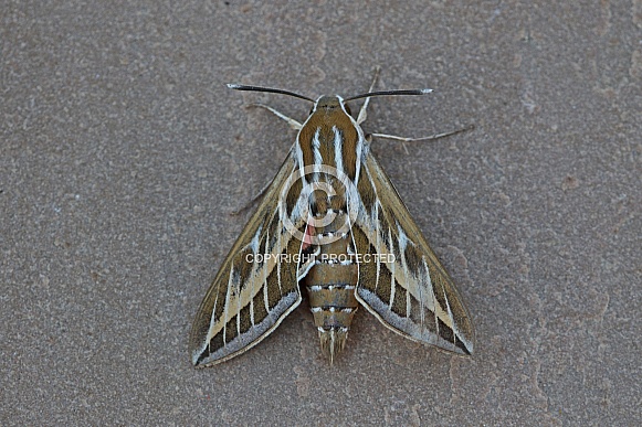 Striped Hawkmoth