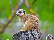 Meerkat sitting on log