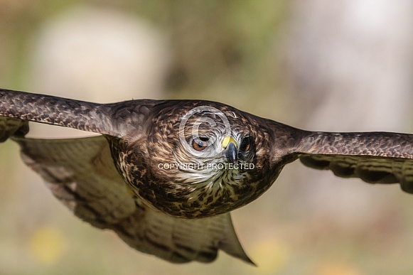 Common Buzzard