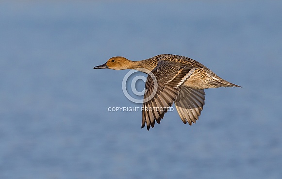Northern Pintail Northern Pintail