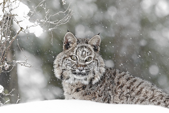Bobcats-Silent as the Snowfall