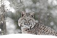 Bobcats-Silent as the Snowfall