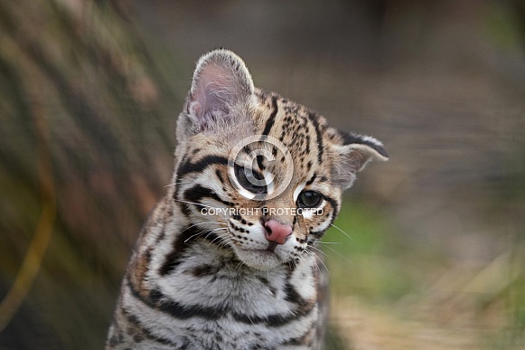 Ocelot Ocelot
