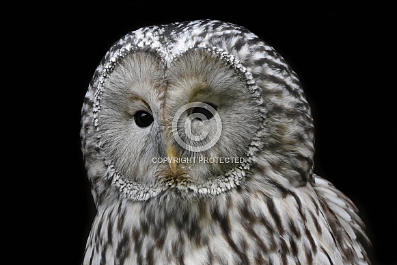 Ural Owl