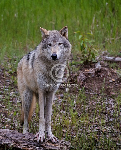 Gray Wolf Standing for a Portrait
