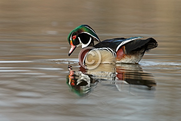 The wood duck or Carolina duck (Aix sponsa)