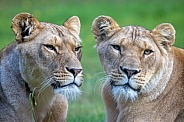 lioness (panthera leo)
