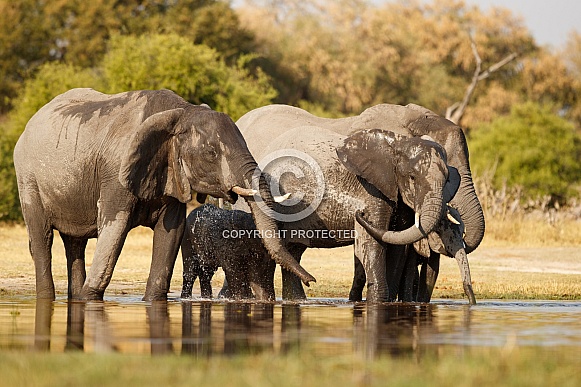 African elephant in the nature habitat