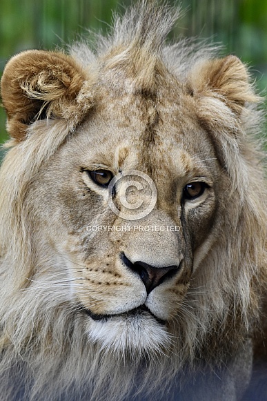 African Lion