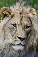 African Lion