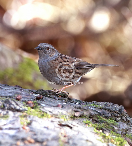 Dunnock Dunnock