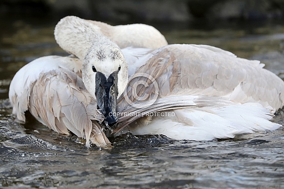 Trumpeter Swan (Cygnus buccinator) Trumpeter Swan (Cygnus buccinator)