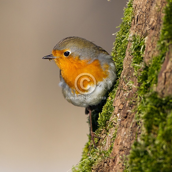 The European robin (Erithacus rubecula