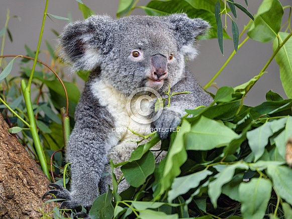 Koala