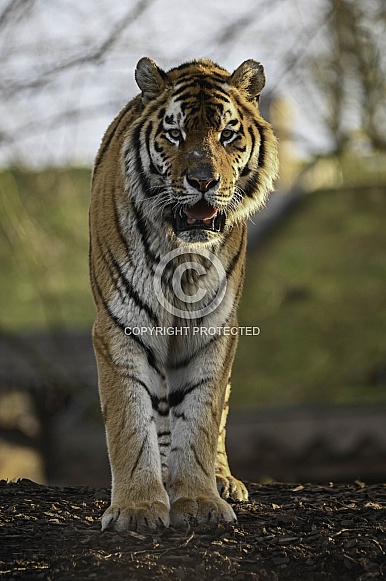 Siberian Tiger