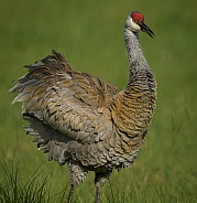 Greater sandhill crane - Antigone canadensis pratensis - is a species of large crane of North America and extreme northeastern Siberia.  Florida example