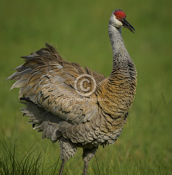 Greater sandhill crane - Antigone canadensis pratensis - is a species of large crane of North America and extreme northeastern Siberia.  Florida example